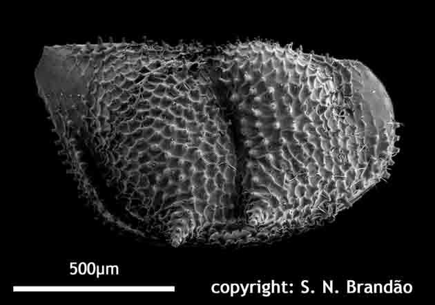 Представитель Семейства Bythocytheridae